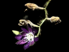 Malesherbia linearifolia