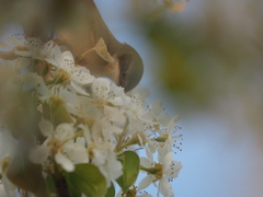 Curruca curruca curruca