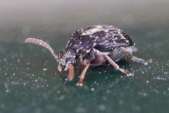 Bruchus luteicornis