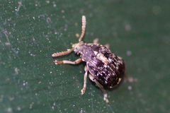 Bruchus luteicornis