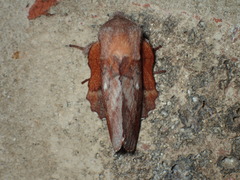 Phyllodesma