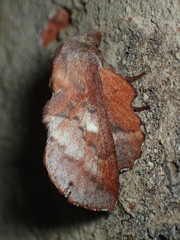 Phyllodesma