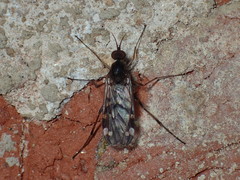 Sylvicola alternatus