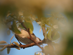 Curruca curruca curruca