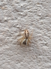 Aphirape misionensis