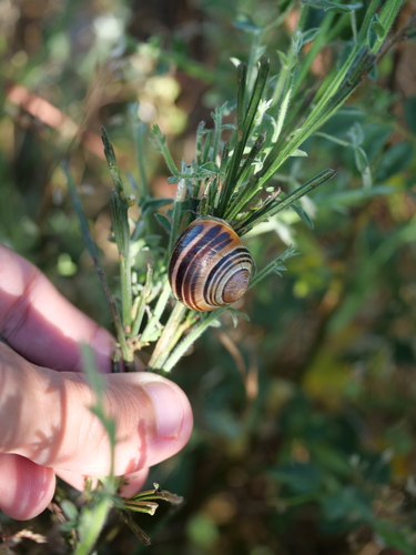 Cepaea