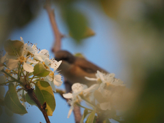 Curruca curruca curruca