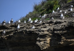 Larus michahellis atlantis