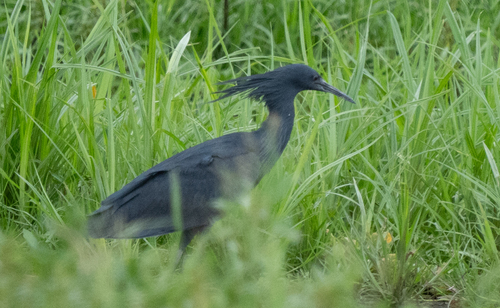 iNaturalist image