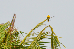 Oriolus xanthornus