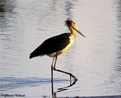 Leptoptilos javanicus