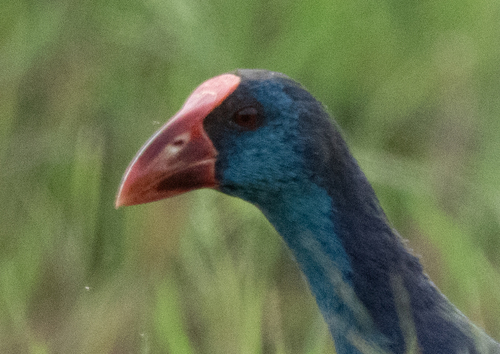 iNaturalist image