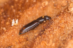 Rhizophagus bipustulatus