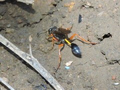 Sceliphron coromandelicum