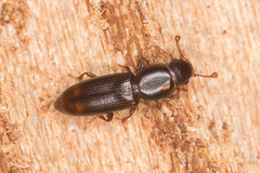 Rhizophagus bipustulatus