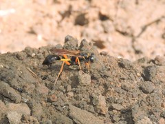 Sceliphron coromandelicum