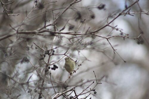Ruby-crowned Kinglet photographed in North Dakota