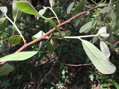 Asimina reticulata