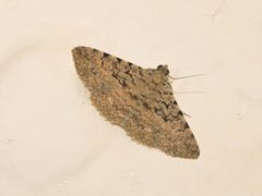 Polydesma boarmoides