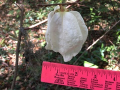 Asimina reticulata