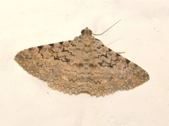 Polydesma boarmoides