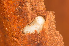 Scolytus