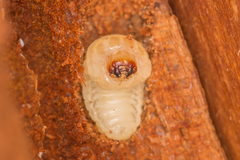 Scolytus