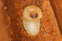 Scolytus
