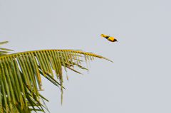 Oriolus xanthornus