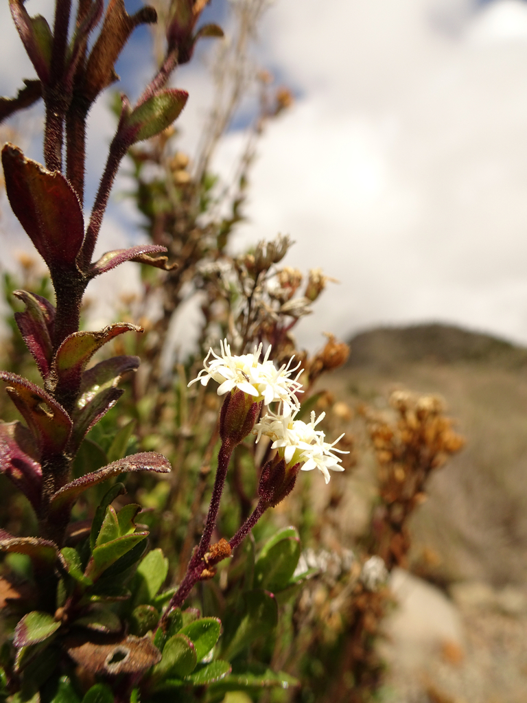 Oxylobus arbutifolius
