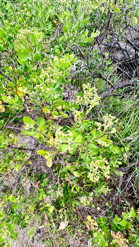 Pluchea indica observed 2026-04-27