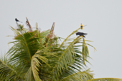 Oriolus xanthornus