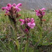 Pedicularis uliginosa - Photo (c) Pyak Andrei, algunos derechos reservados (CC BY-NC), subido por Pyak Andrei