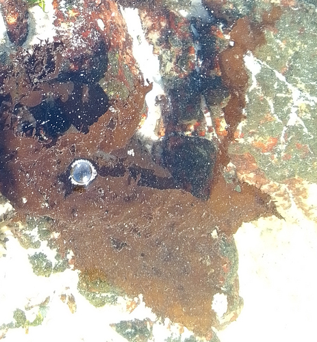Pachymenia observed 2026-04-24