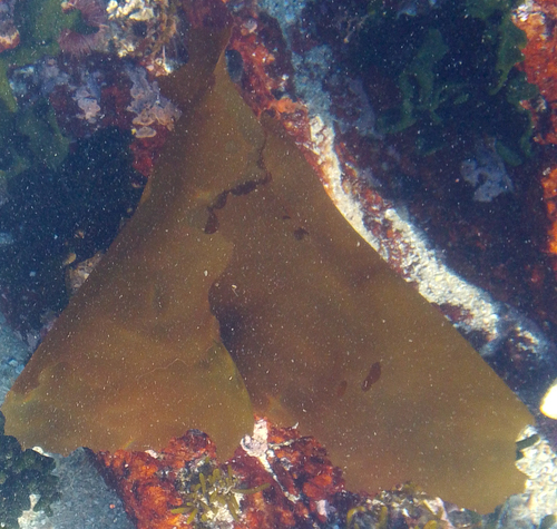 Pachymenia observed 2026-04-24