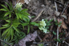 Cardamine enneaphyllos