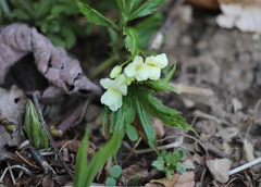 Cardamine enneaphyllos