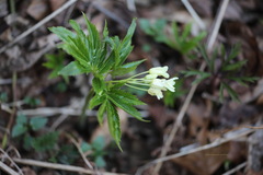 Cardamine enneaphyllos
