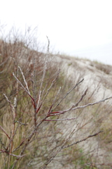 Salix daphnoides