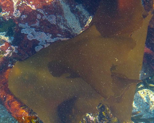 Schizymenia observed 2026-04-24