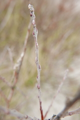 Salix daphnoides