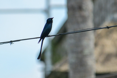 Dicrurus macrocercus