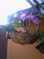 Dendrobium nobile