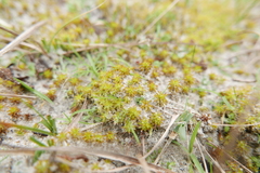 Syntrichia ruraliformis