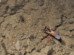 Sceliphron coromandelicum