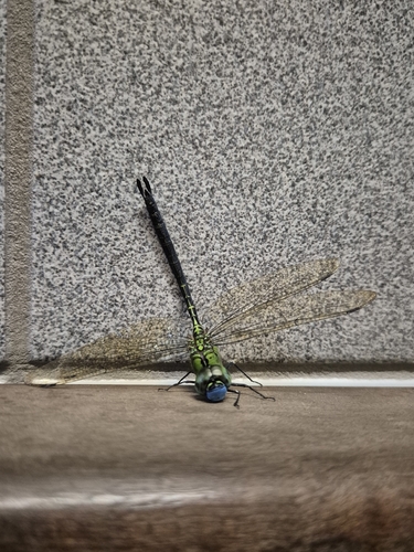 Photo of Blue-faced Darner (Coryphaeschna adnexa)