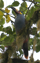 Andigena laminirostris
