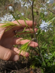 Amsonia ciliata image