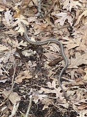 Thamnophis sirtalis