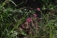 Indigofera punctata